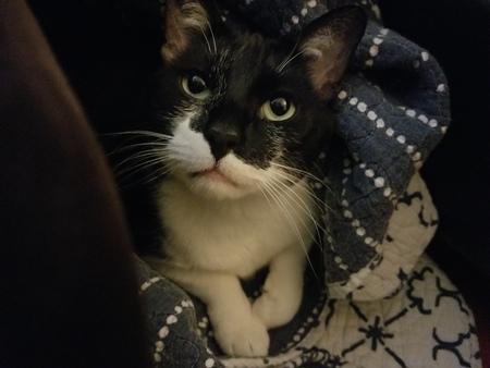Caesar 
