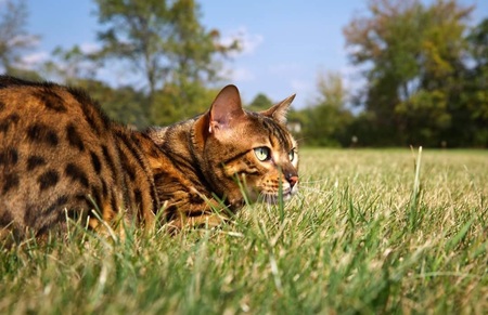 Viggo