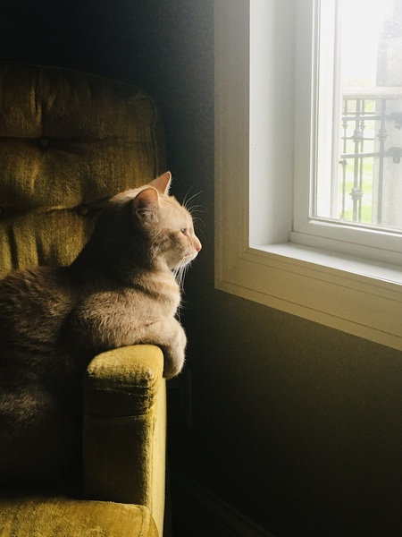 Contemplating Life