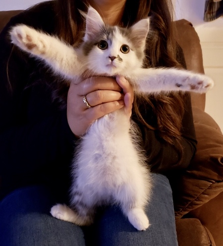 Kit Kat