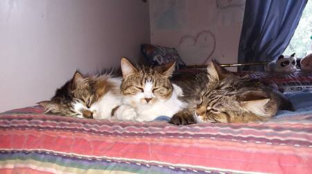 Shilya, Beautiful Dai, and Maddie