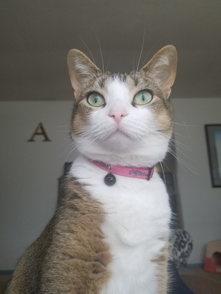 Daisy