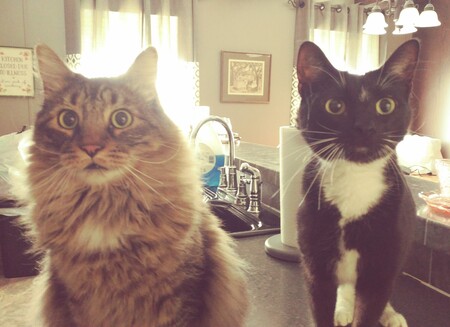Liffey and Guppy 