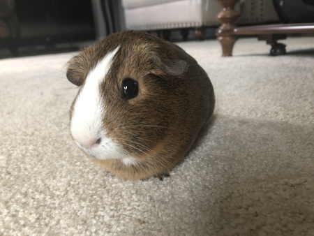 Coco