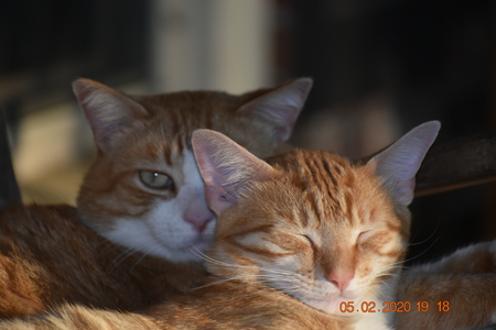 Big Buddy looking after Buddy Jr (BJ).