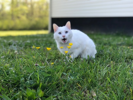Zeke