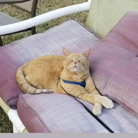 Garfield