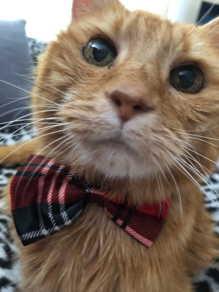Louie