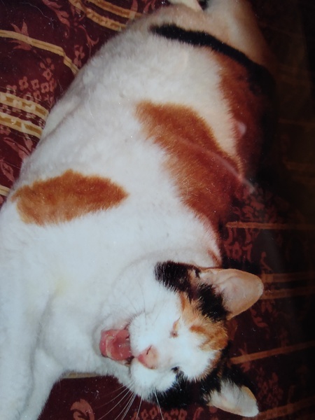 Tishy