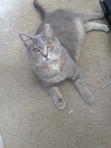 (Silly)Lilly
