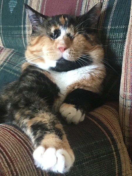 Indie