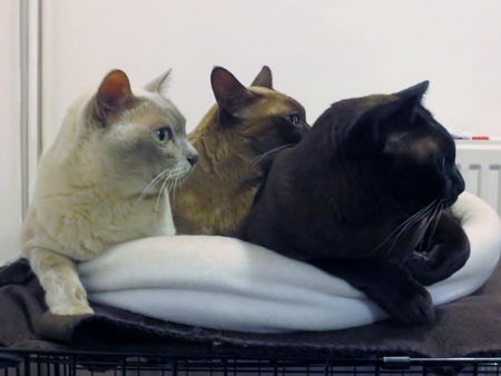 Wolsey, Bronwen and Murray
