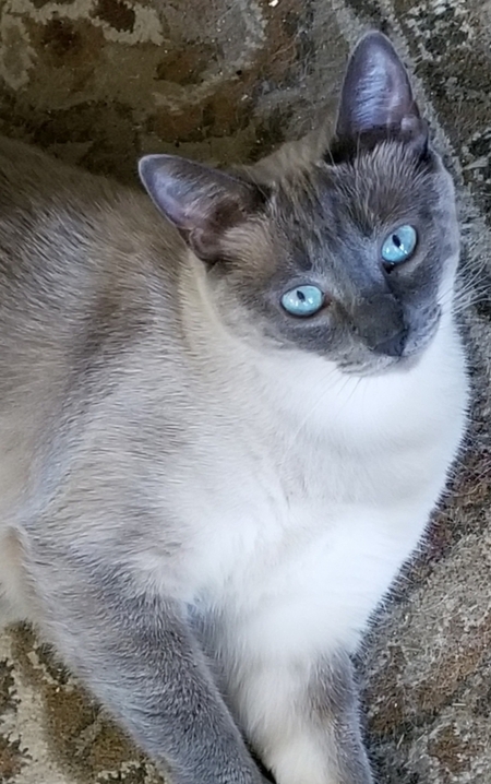 Juliet 