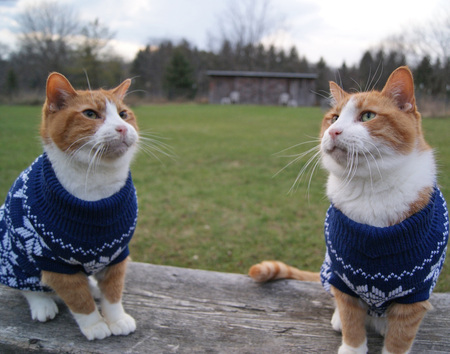 Frankie & Louie