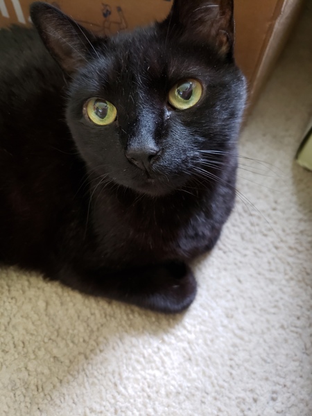 Mr. Tizz Tizzle Tizzington