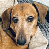 Entry image for Buddy Boy