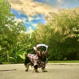 Entry image for JJ L Otter 