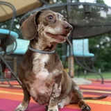 Entry image for Shiner