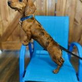 Entry image for Milo 