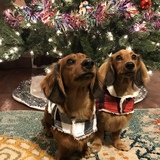 Entry image for Dopey & Moose