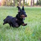 Entry image for Jake