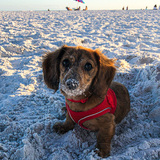 Entry image for Cozzie