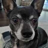 Entry image for Bruce Lee