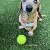 Entry image for Noodles