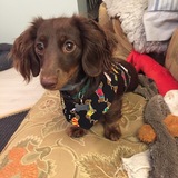 Entry image for Annie