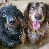 Entry image for Buzzy and Foxy