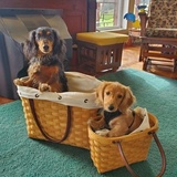 Entry image for Frankie and Alfie