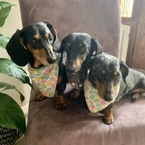 Entry image for Reagan, Felix and Tia