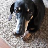 Entry image for Chico