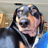 Entry image for Duke