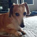 Entry image for Buster