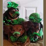 Entry image for Dimes tilly sophie