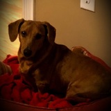 Entry image for Slinky 