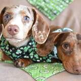 Entry image for Nymeria & Chimera