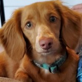 Entry image for Brielle