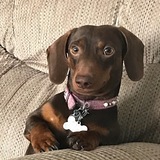 Entry image for Mr. Weenie