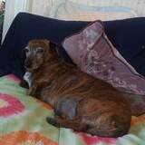 Entry image for Biggles