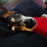 Entry image for Chuck