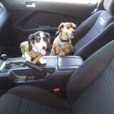 Entry image for Root Beer and Chili Dog