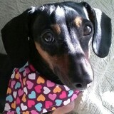 Entry image for Sami