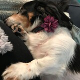 Entry image for Toby Keith