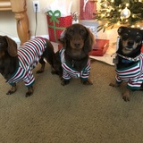 Entry image for Winston, Coco and Bentley