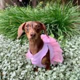 Entry image for Moonpie Starbox