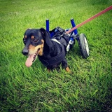 Entry image for Oscar