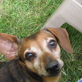 Entry image for Colt