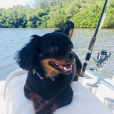 Entry image for Bear